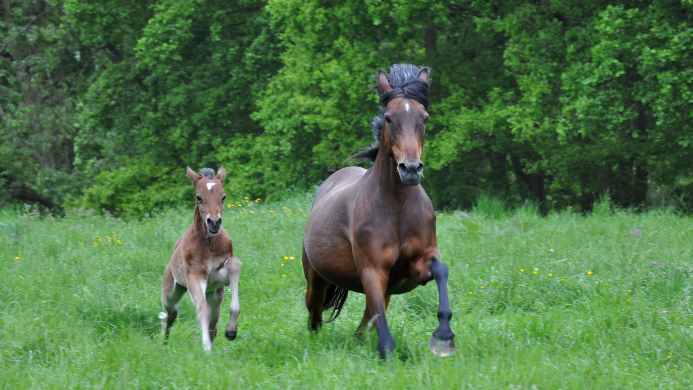 Elevage poneys en France en 2016